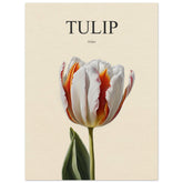 Tulip