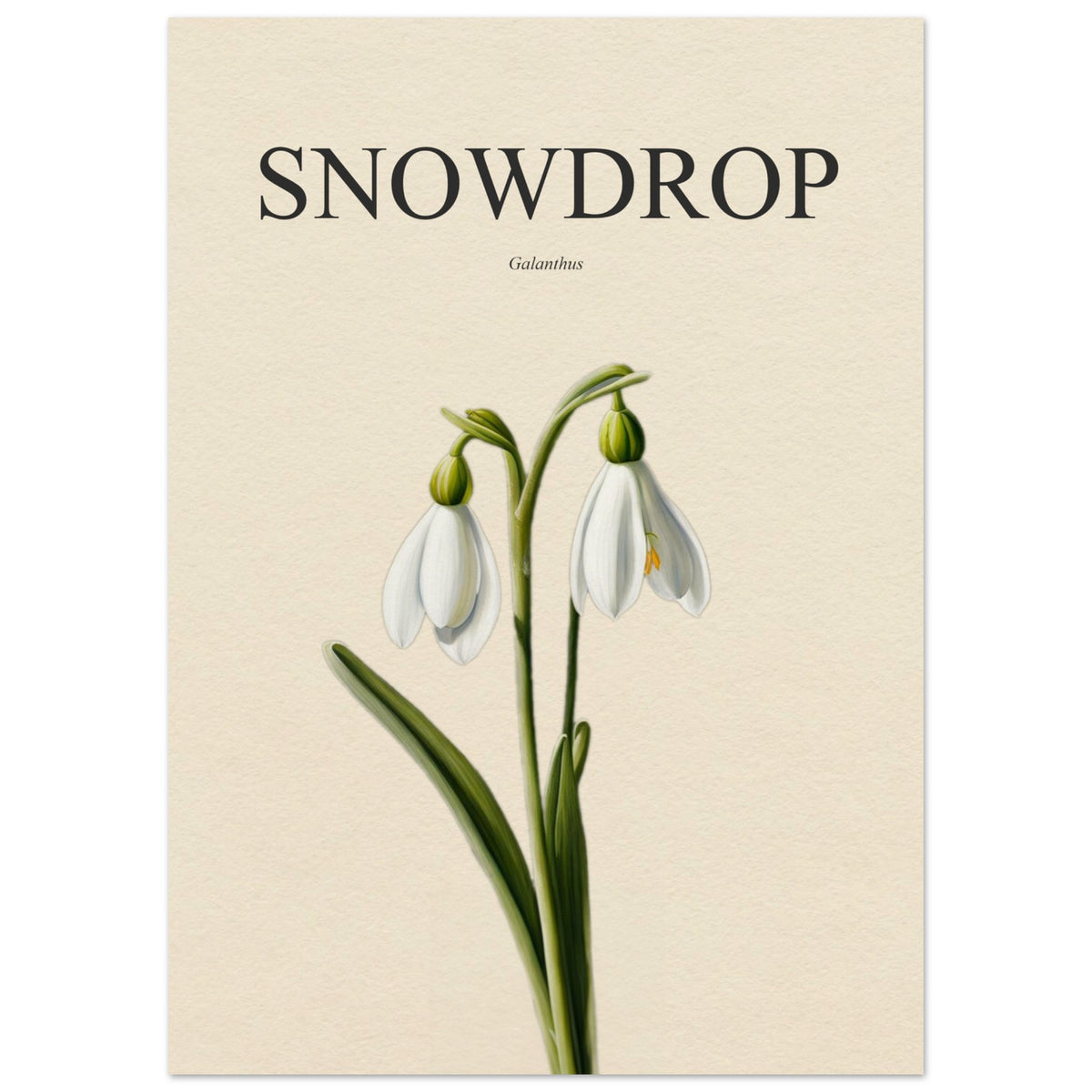 Snowdrop