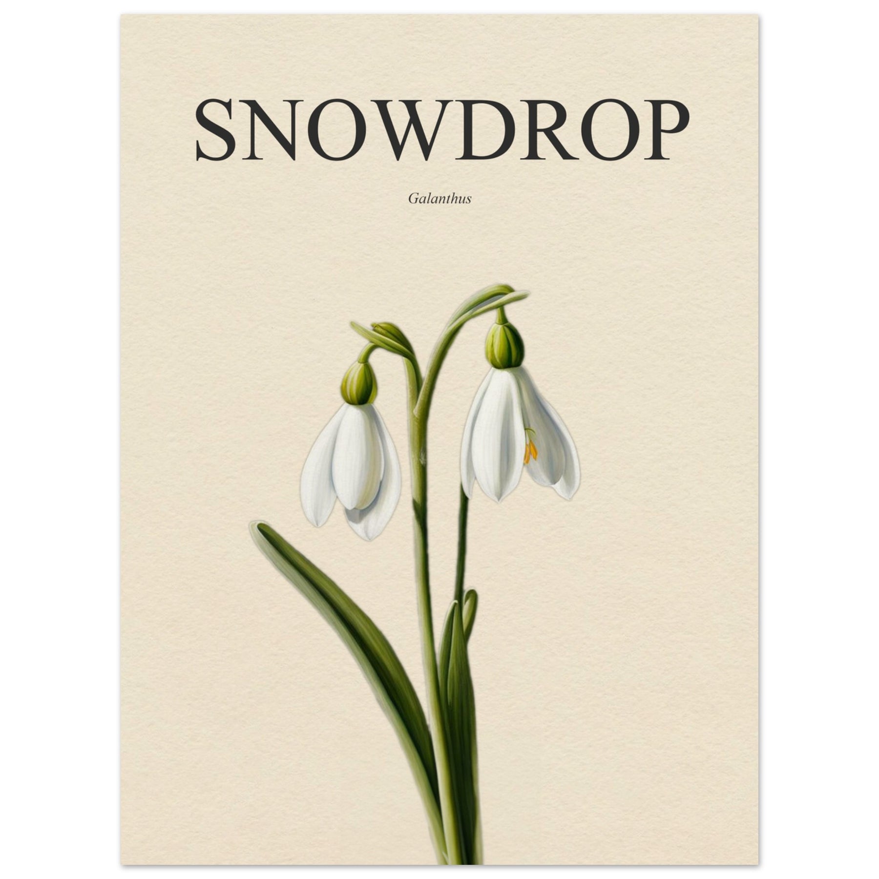 Snödroppe