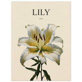 Lily