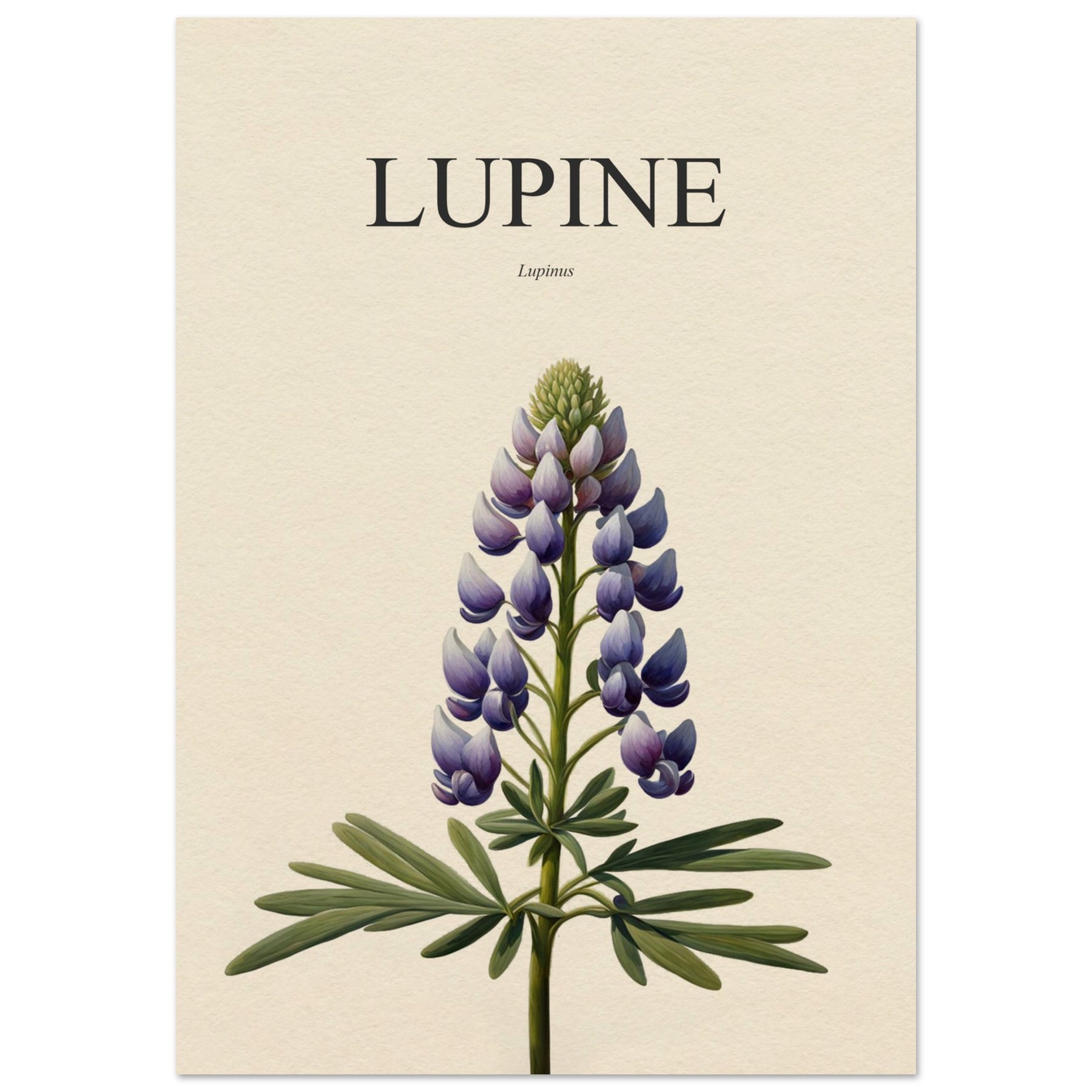 Lupine