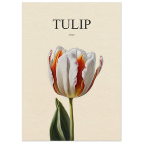 Tulip