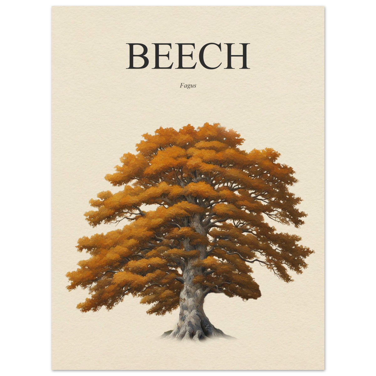 Beech