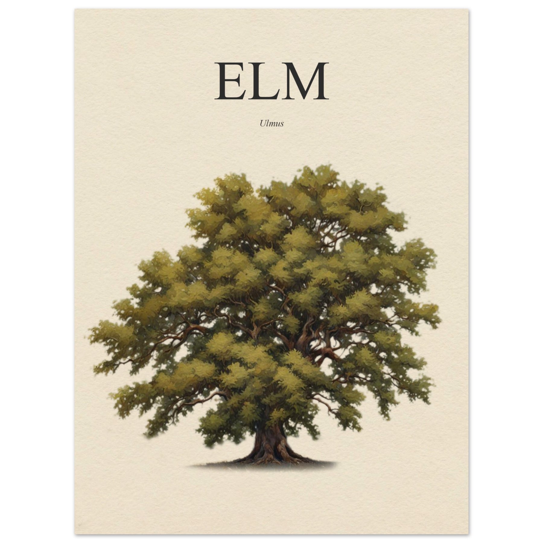 Elm