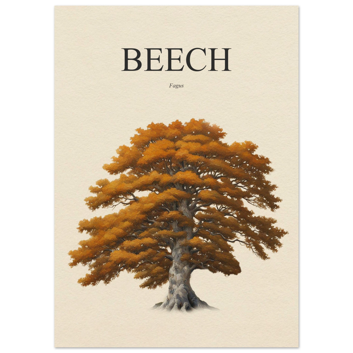 Beech