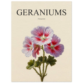 Geraniums