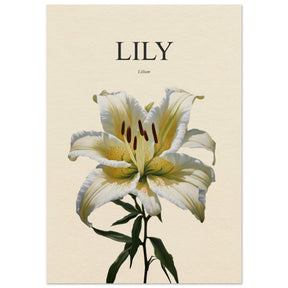 Lily