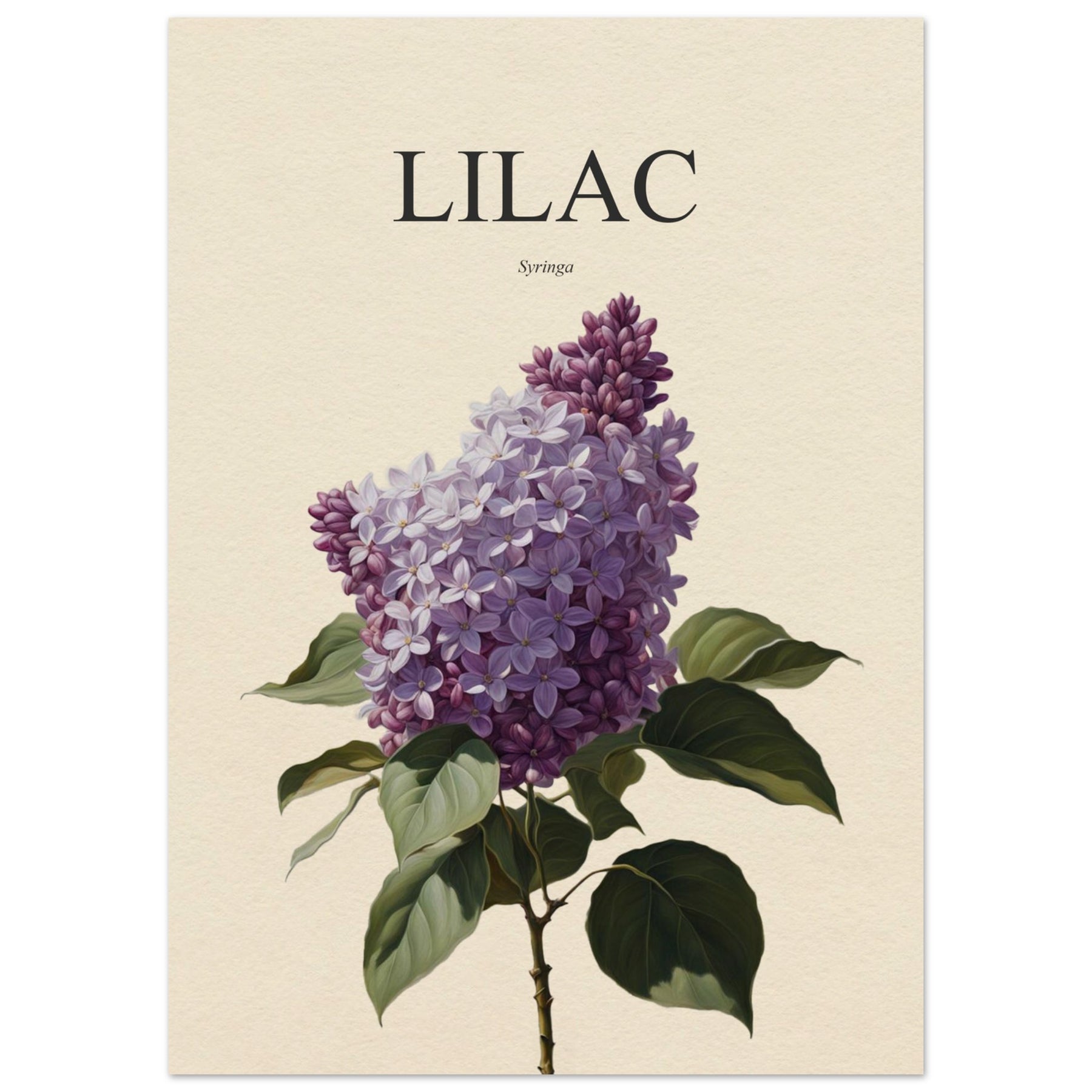 Lilac