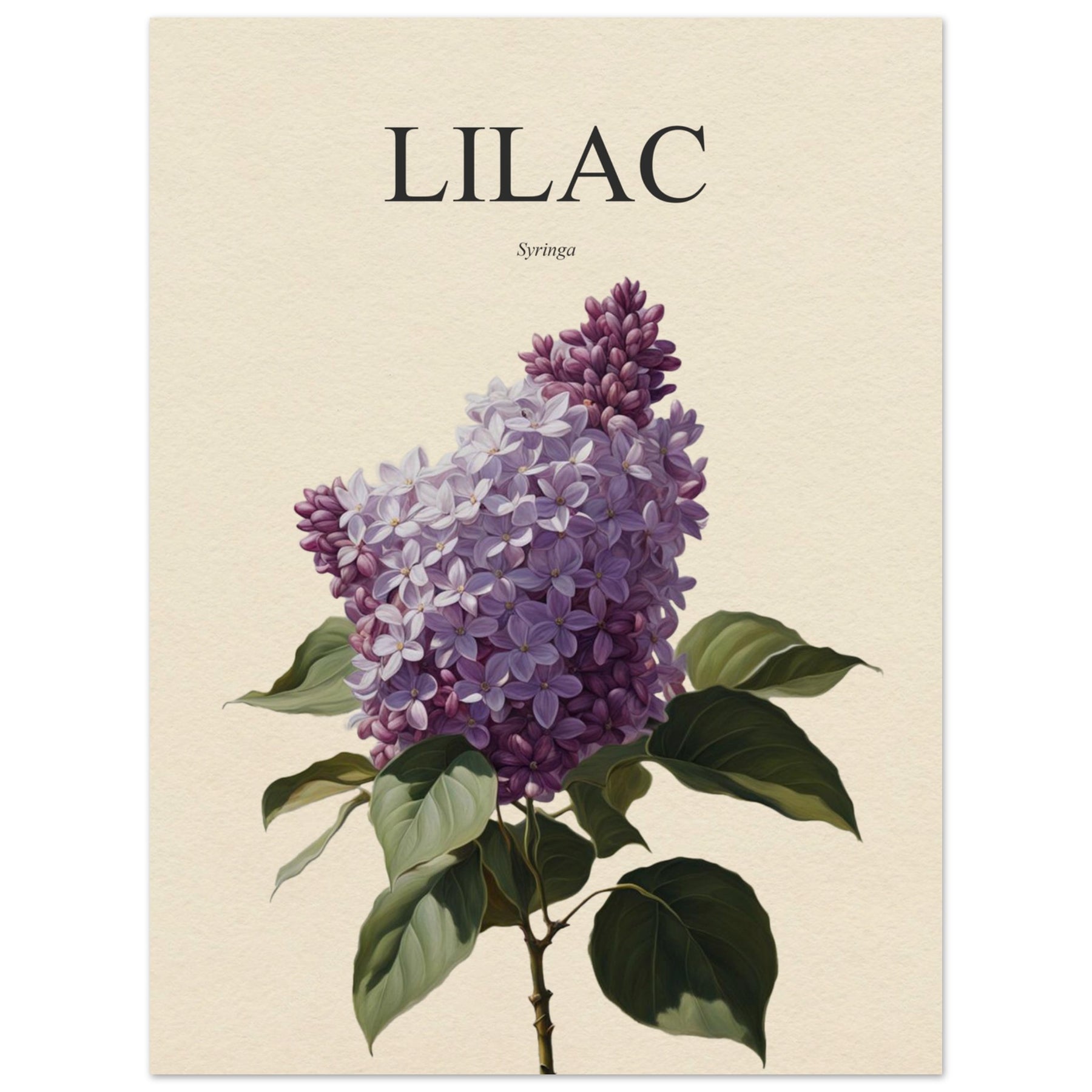 Lilac