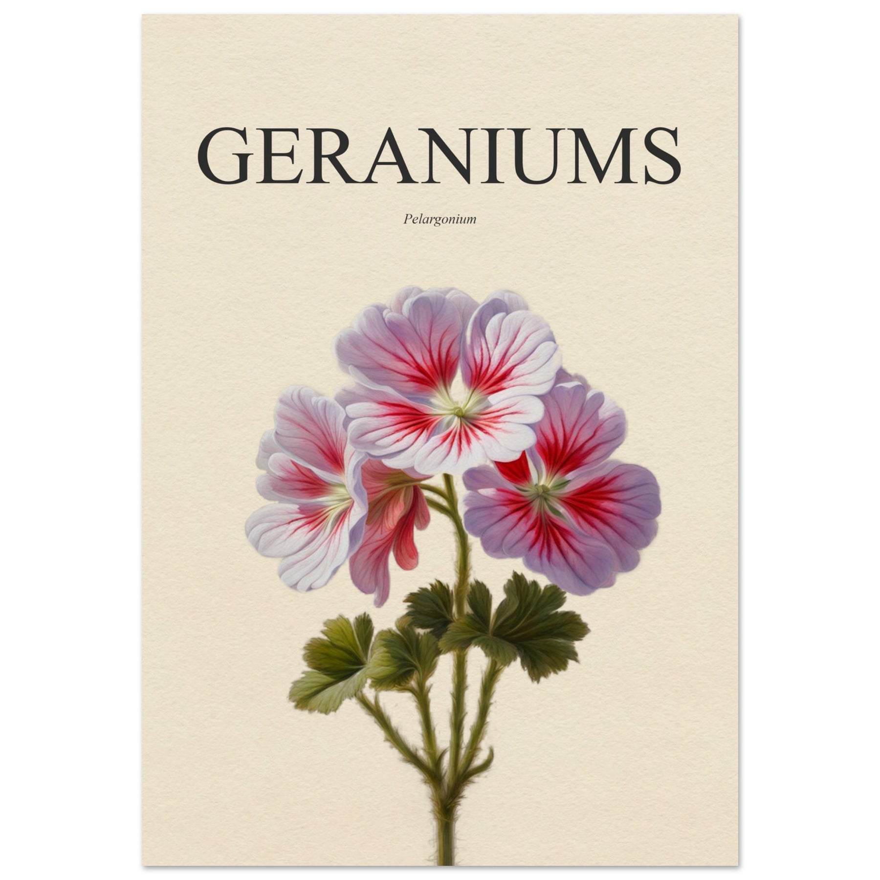 Geraniums