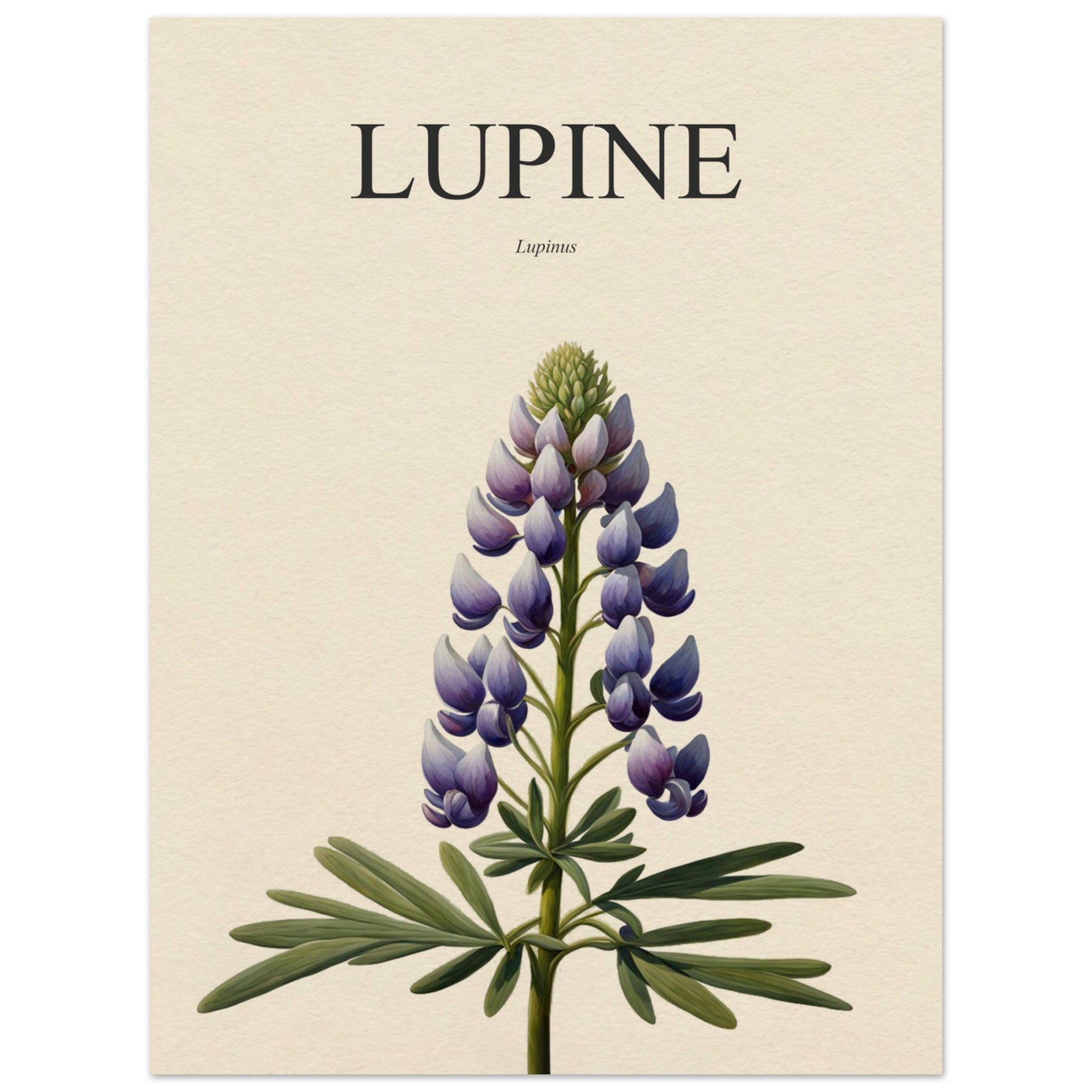 Lupine