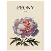 Peony