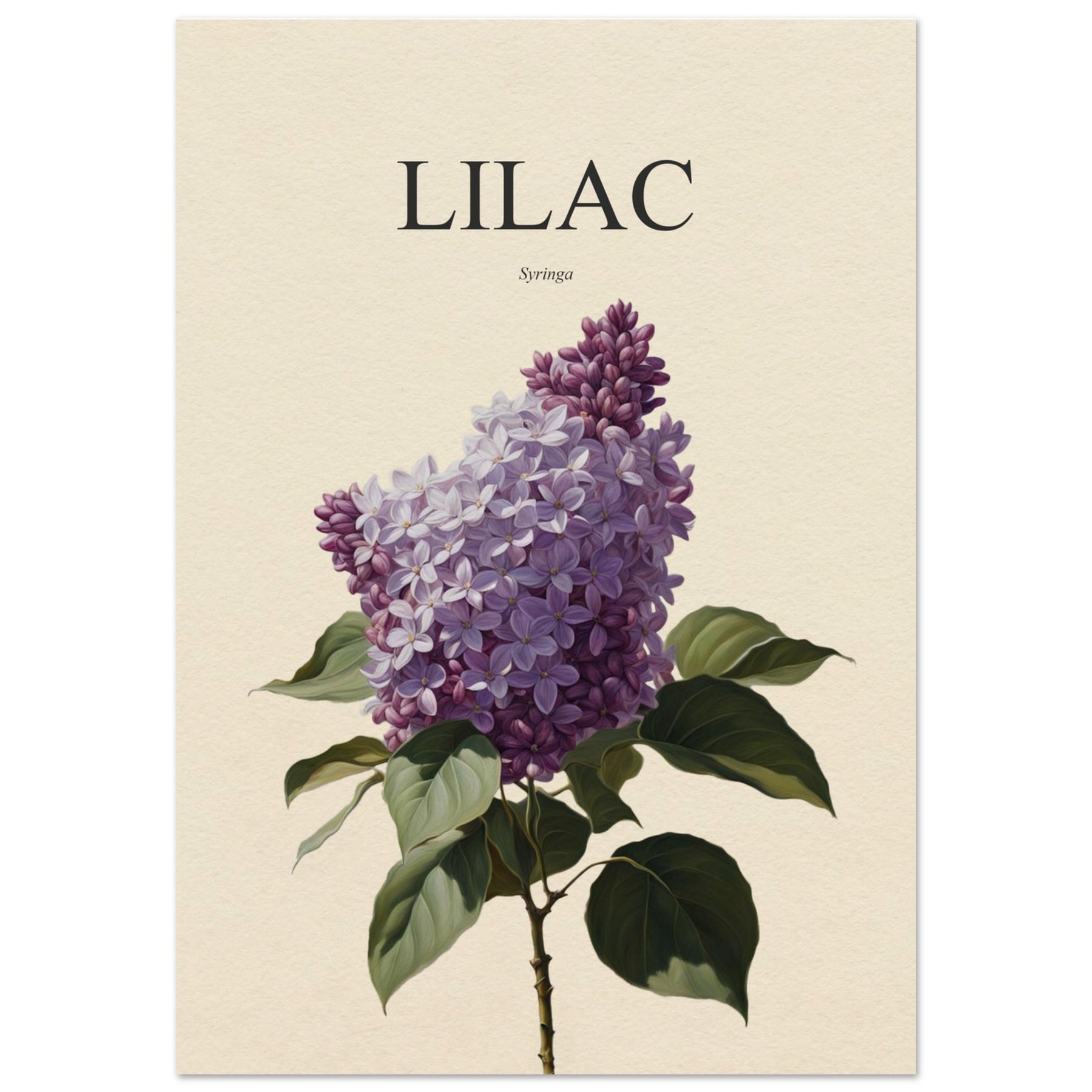 Lilac