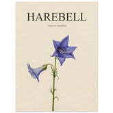 Harebell