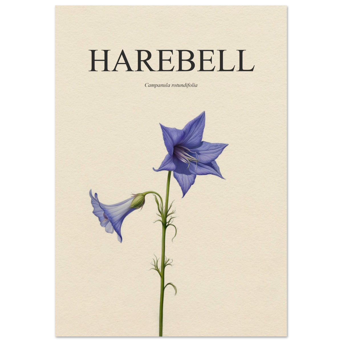 Harebell