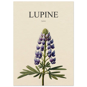 Lupin