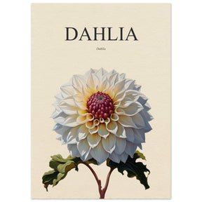 Dahlia