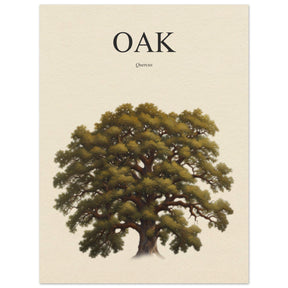 Oak