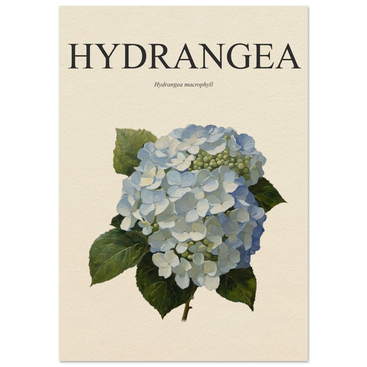 Hydrangea