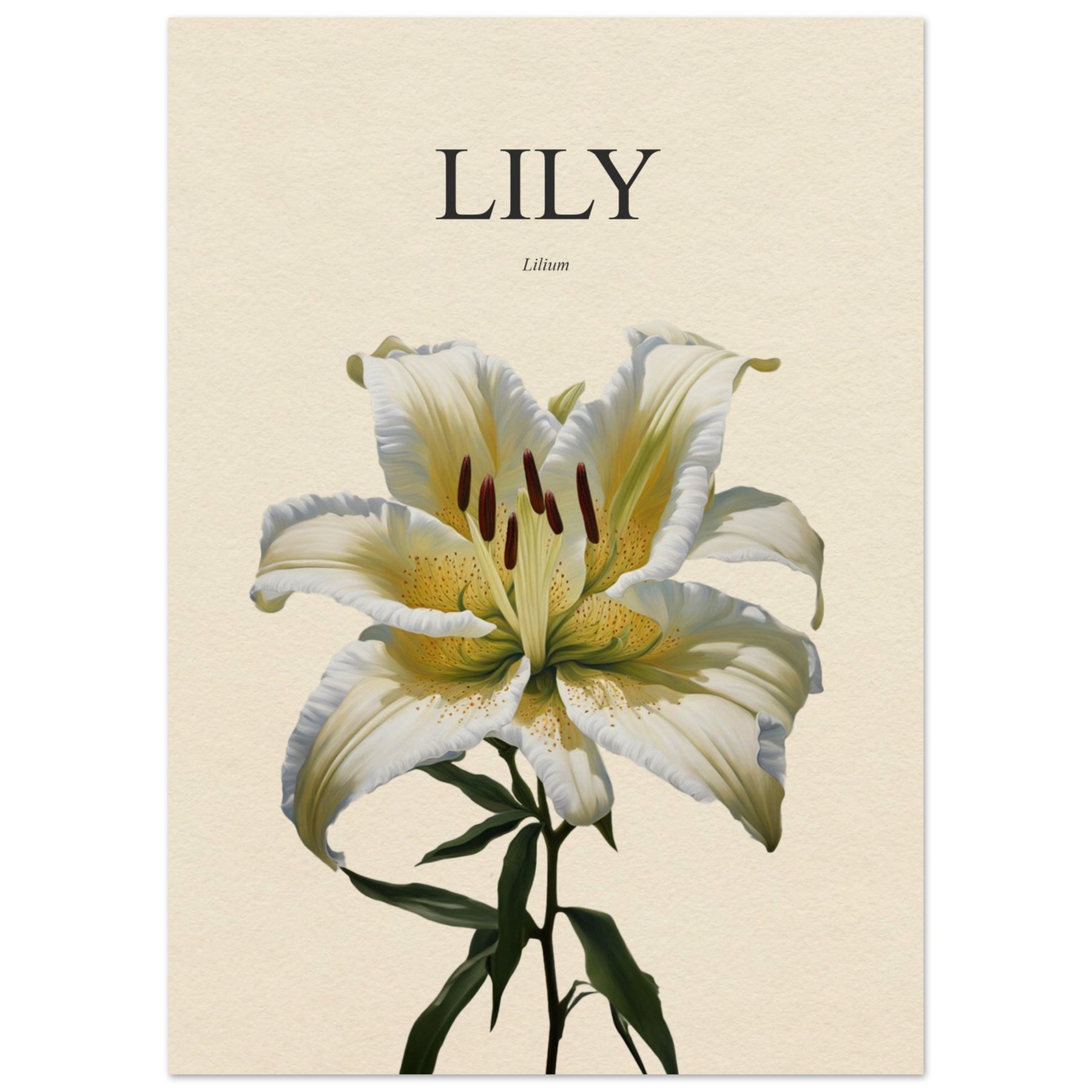 Lily