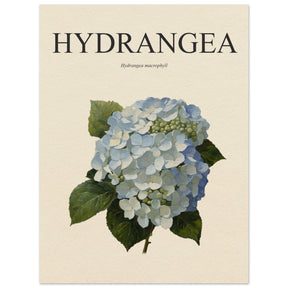 Hydrangea